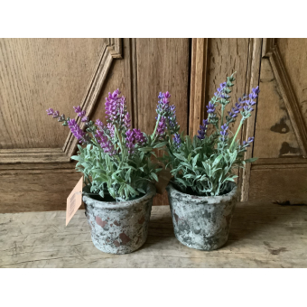 Set van 2 potjes lavendel