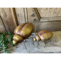 Set ban 4 forse kevers