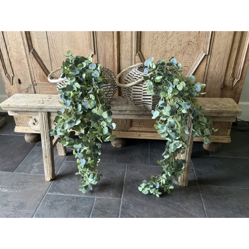 Hangende eucalyptus tak