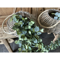 Hangende eucalyptus tak