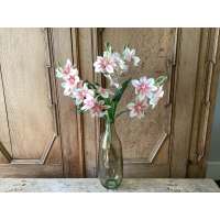 Hele grote tak clematis