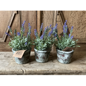 Set van 3 lavendel plantjes blauw paars