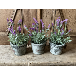 Set van 3 lavendel plantjes roze