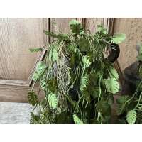 Set van 2 hangende kunsttakken Monstera