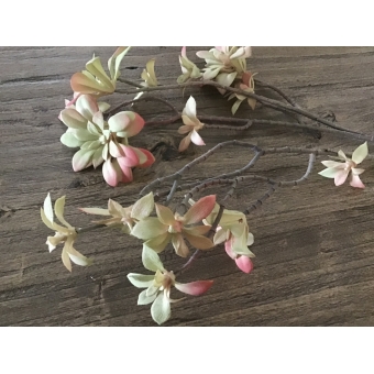 Kunsttak kalanchoe Parlane  Kunsttak kalanchoe Parlane