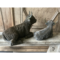 Set forse liggende Schotse Hooglanders