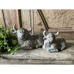 Set liggende Schotse Hooglanders